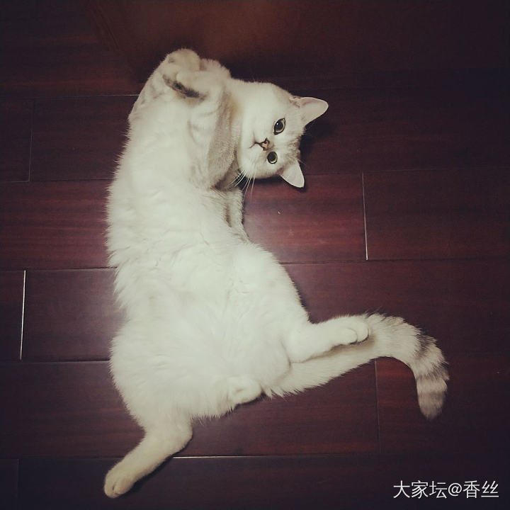 这是谁和谁啊，嘿嘿_猫