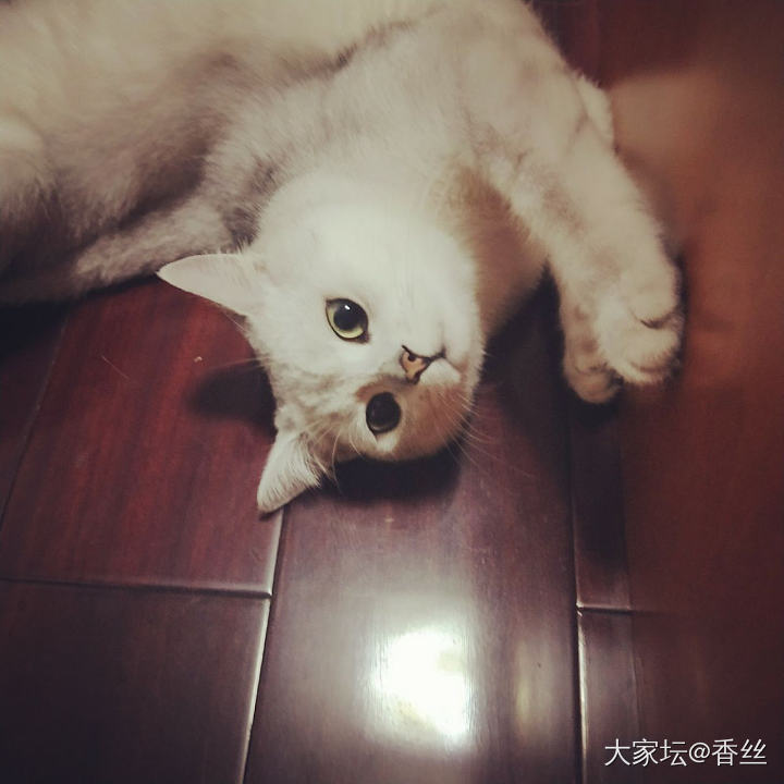 这是谁和谁啊，嘿嘿_猫