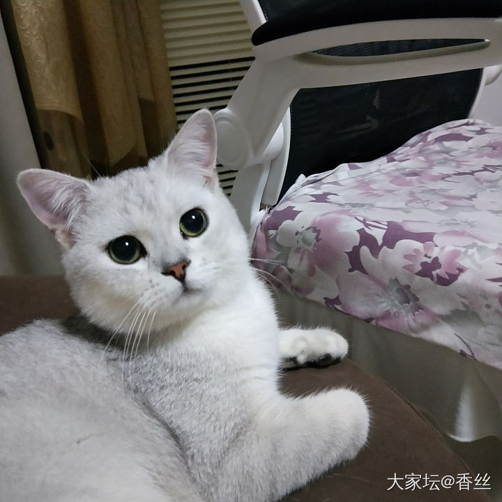 啥时候咔嚓呢_猫宠物