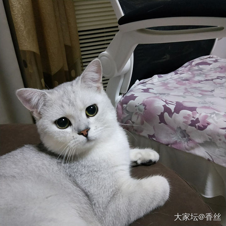 啥时候咔嚓呢_猫宠物