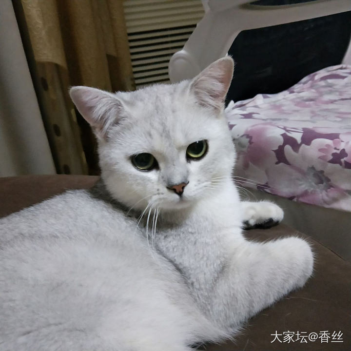 啥时候咔嚓呢_猫宠物