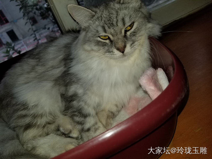 第二贴，西森妹妹！_猫