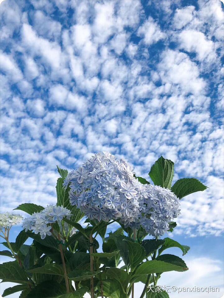 静待一世花开，盼你叶落归来..._花