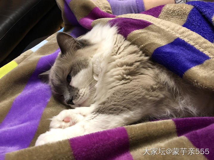 虽然没有大富大贵 但是绝对衣食无忧_猫