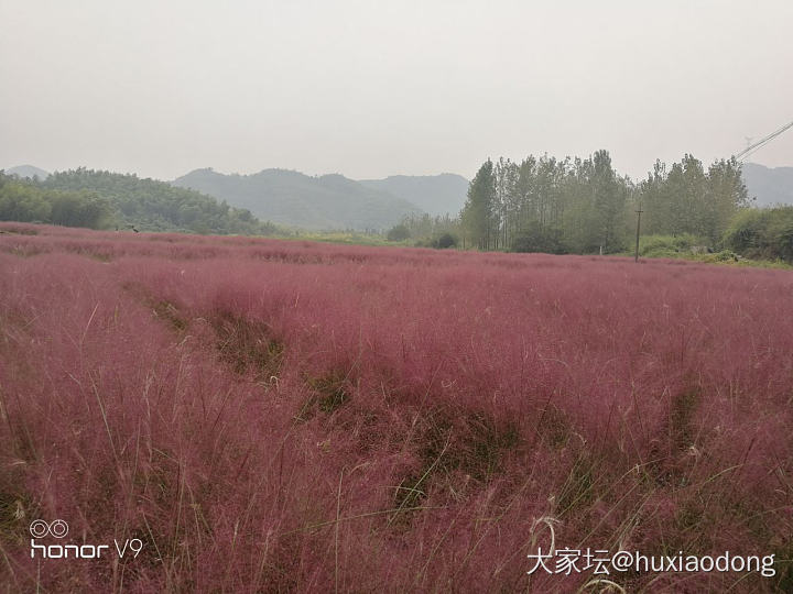 公司附近走了走，顺便安利一个功能。_植物