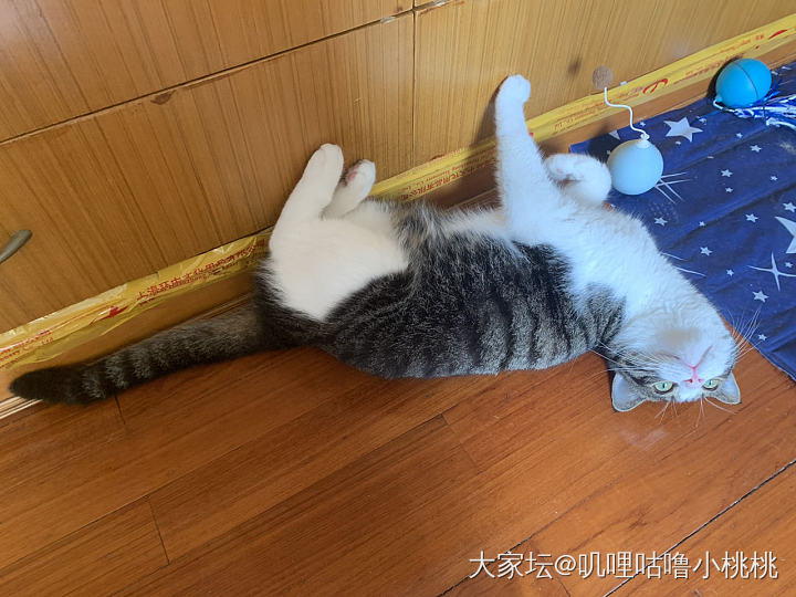 台风走了_猫