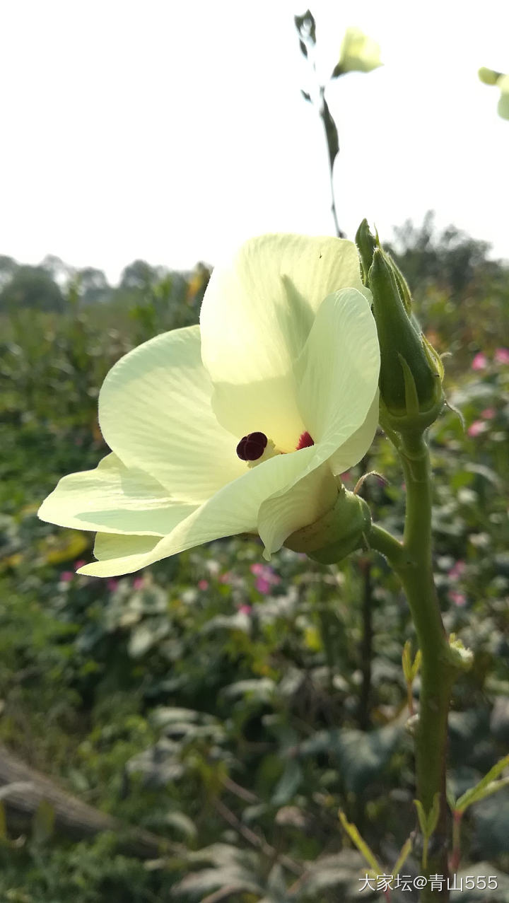 花花好漂亮_花