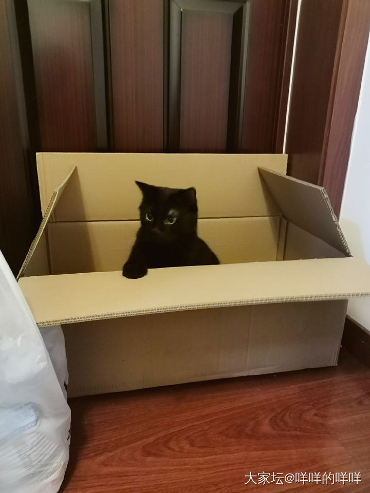 小家具~_猫