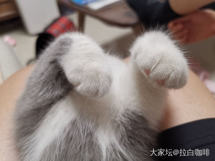 崽子四个月啦～附私密果照_猫