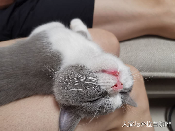 崽子四个月啦～附私密果照_猫