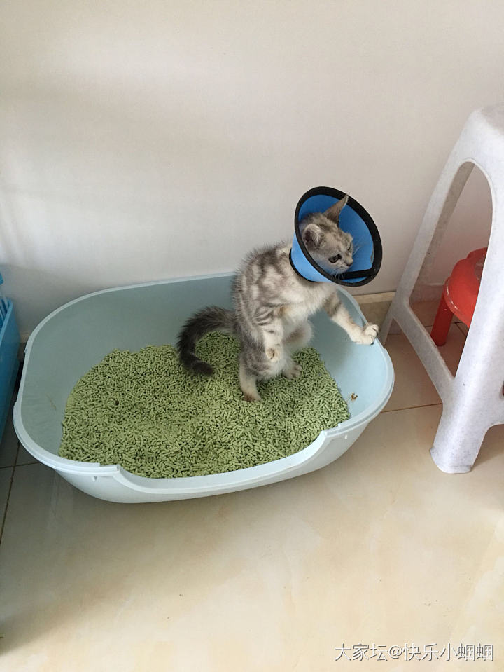 最爱含手指头的毛豆豆_猫