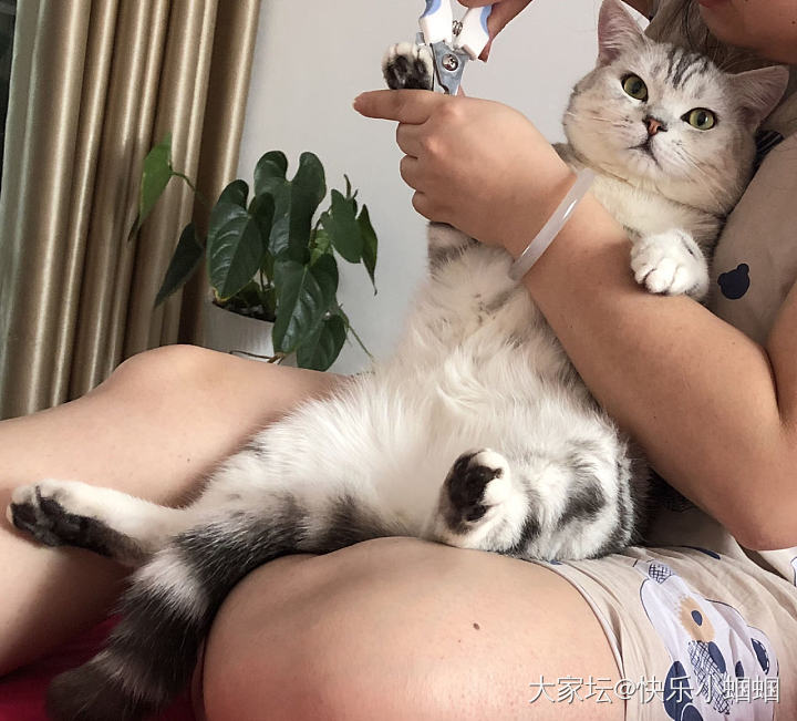 最爱含手指头的毛豆豆_猫