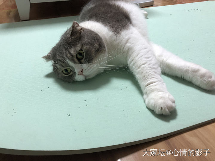 放假的弟弟到处咸鱼躺_猫