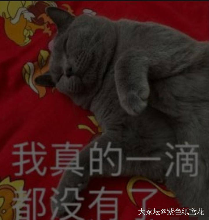 寄养的公猫一夜与5只母猫交配累到崩溃，感觉猫生已经达到了高潮。_猫