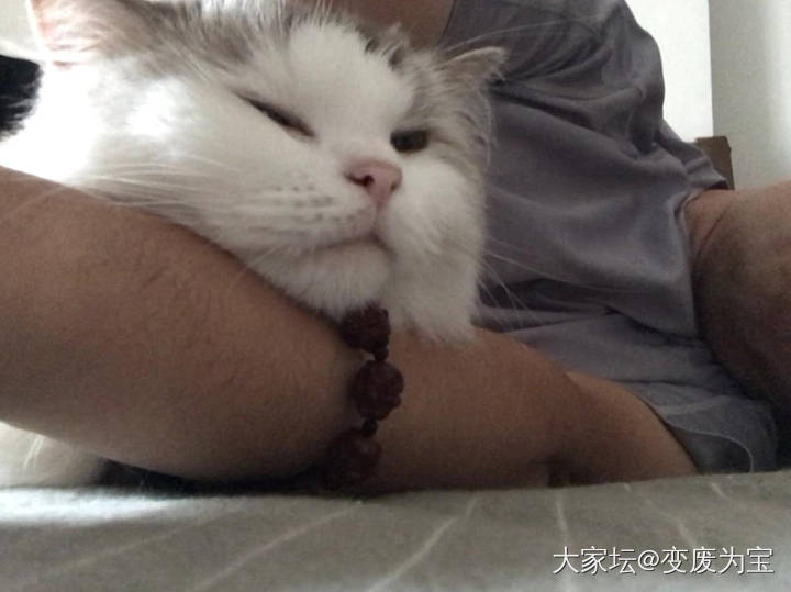 多角度拍摄的黏人精老虎🐯😄_猫