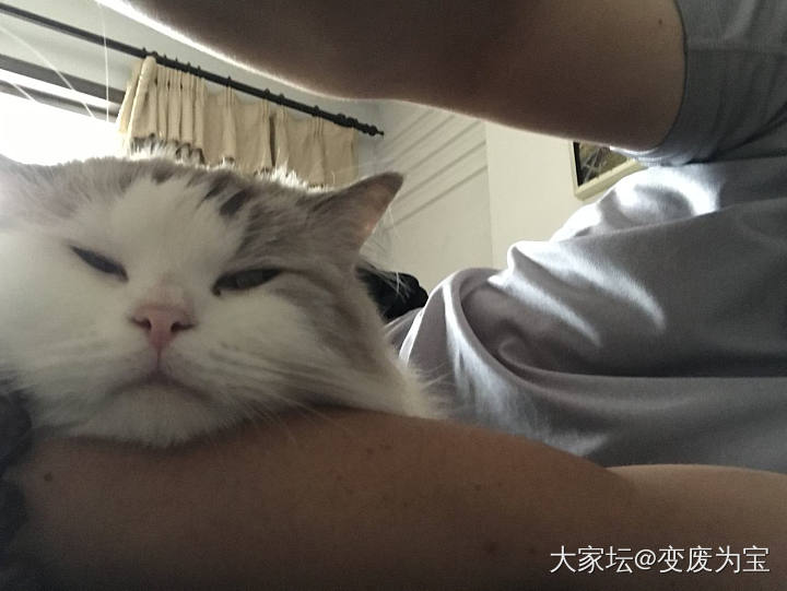 多角度拍摄的黏人精老虎🐯😄_猫