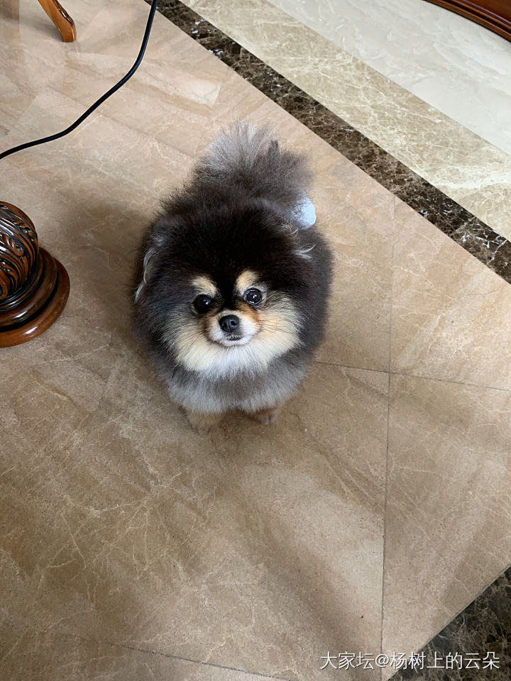 克什米尔蓝宝宝顺便晒狗子_名贵宝石