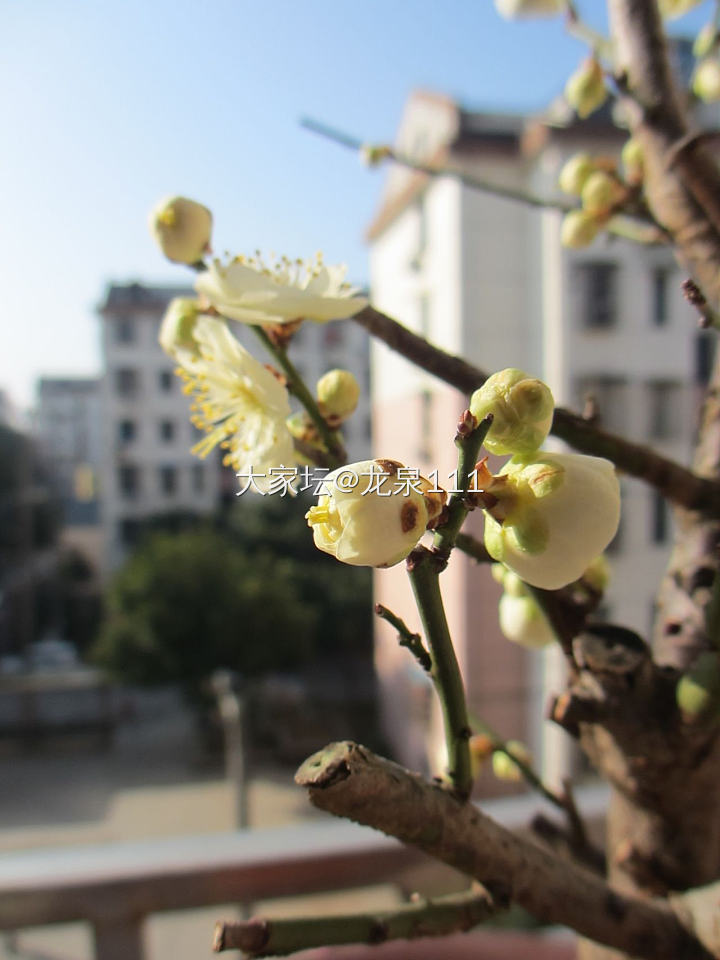 外出旅游，养了两年的梅花交由父母照顾。出门前浇灌方法写得详细再详细，就怕重蹈西北..._植物