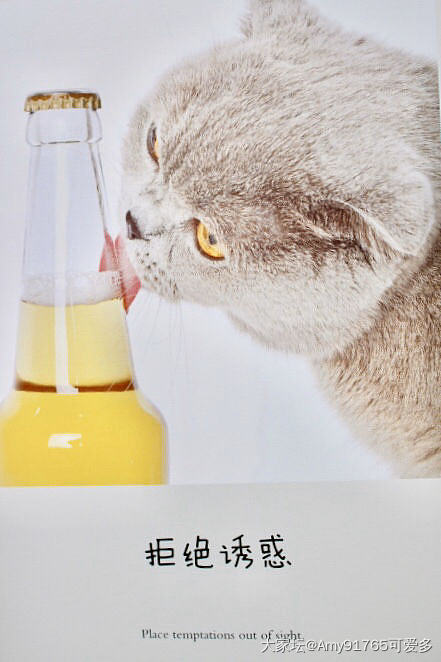 猫汤帖😂快来撸猫读书吧_读书闲聊