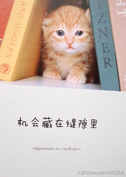 猫汤帖😂快来撸猫读书吧_读书闲聊