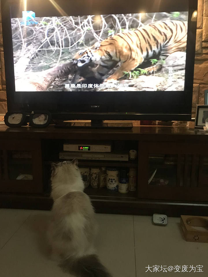 老虎最喜欢看老虎🐯😄_猫