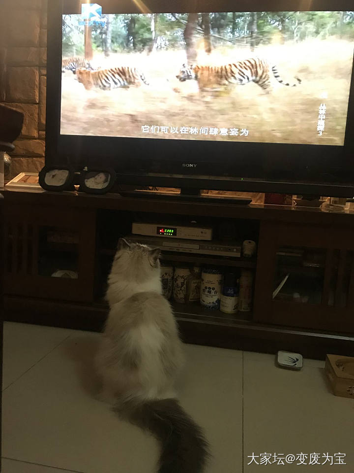 老虎最喜欢看老虎🐯😄_猫