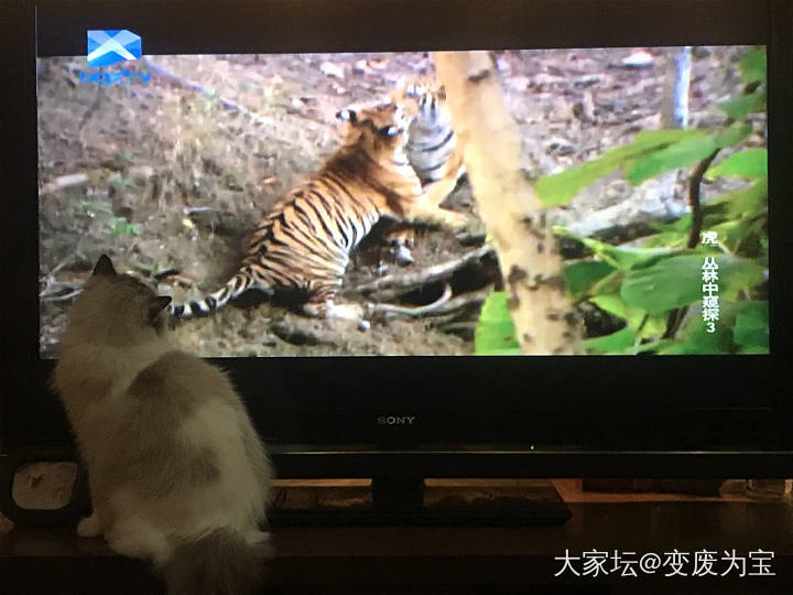 老虎最喜欢看老虎🐯😄_猫