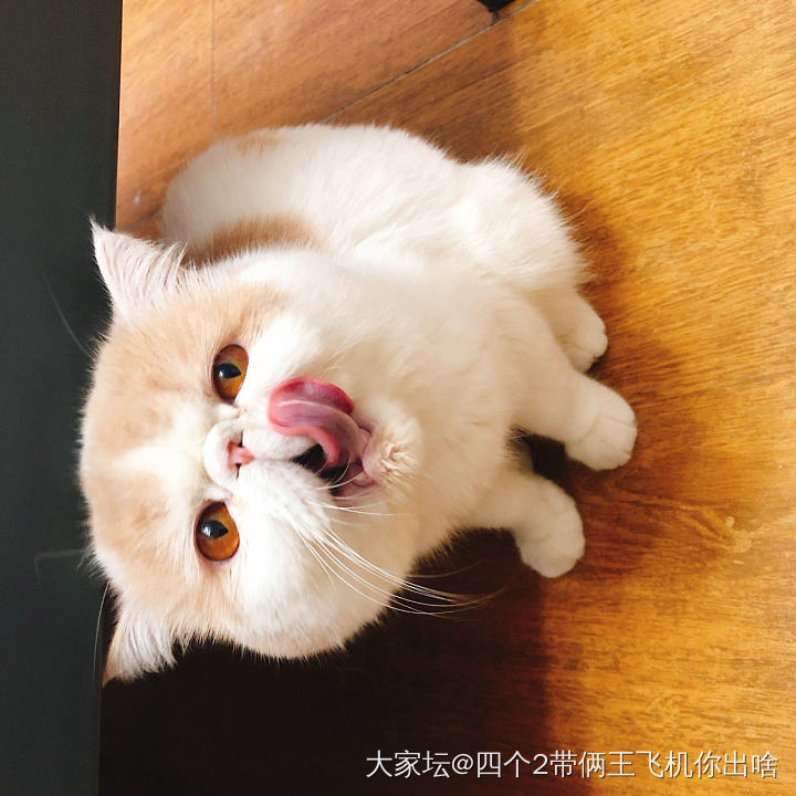 @冰凝猫片来了。可以吸猫了_猫