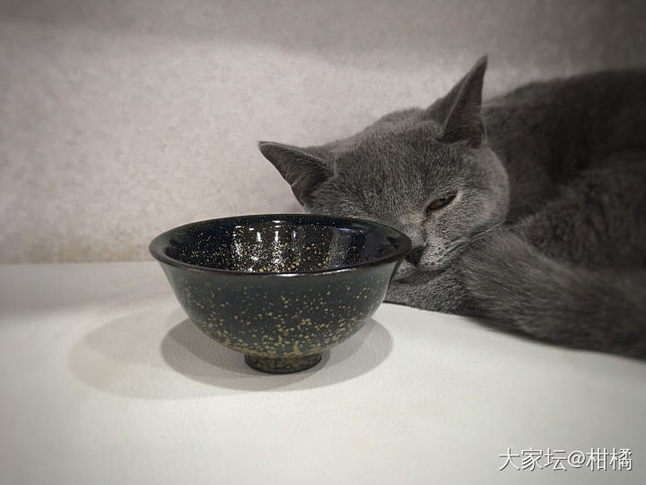 自己来的自己挣钱吧_猫