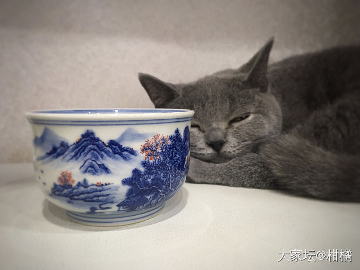 自己来的自己挣钱吧_猫