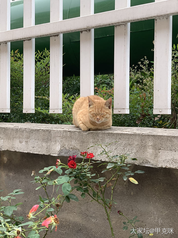 自上次捡到一条狗以后_猫