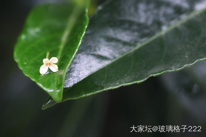 看着别人发的桂花，我也来贡献几张最近拍的照_摄影