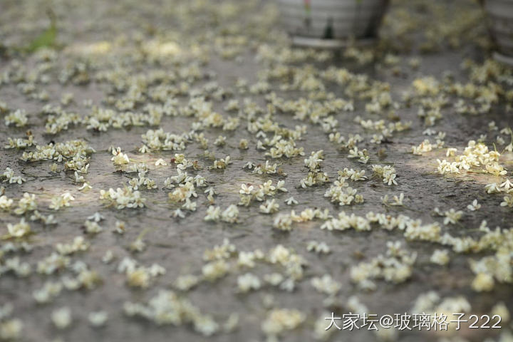 看着别人发的桂花，我也来贡献几张最近拍的照_摄影