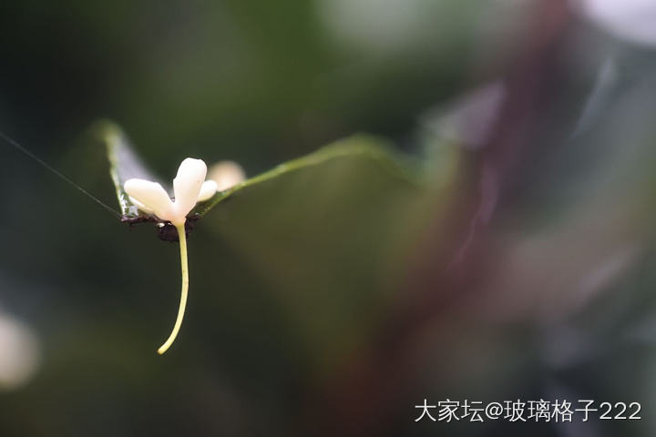 看着别人发的桂花，我也来贡献几张最近拍的照_摄影