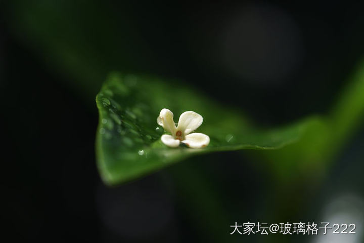 看着别人发的桂花，我也来贡献几张最近拍的照_摄影