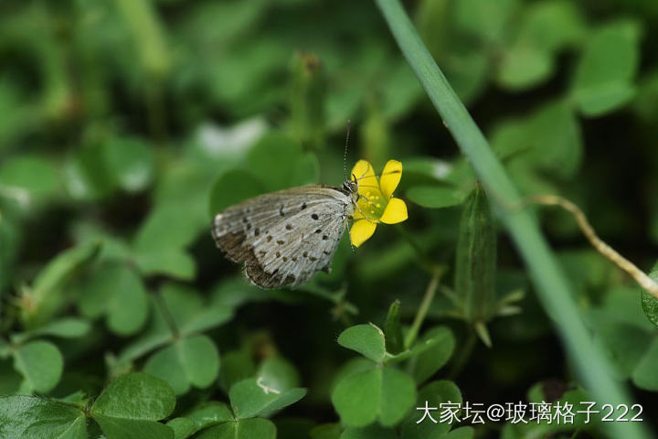 看着别人发的桂花，我也来贡献几张最近拍的照_摄影