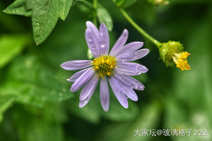 看着别人发的桂花，我也来贡献几张最近拍的照_摄影