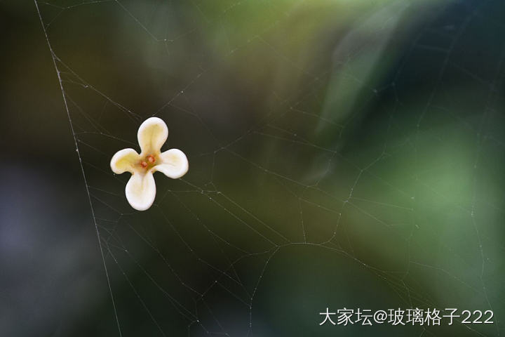 看着别人发的桂花，我也来贡献几张最近拍的照_摄影