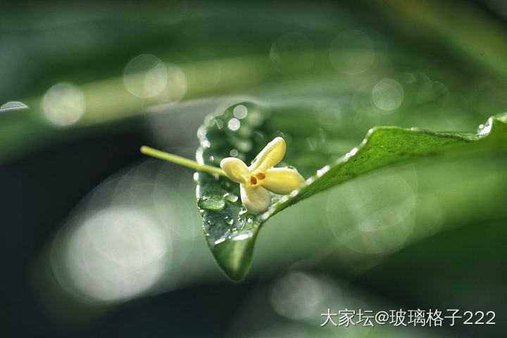 看着别人发的桂花，我也来贡献几张最近拍的照_摄影