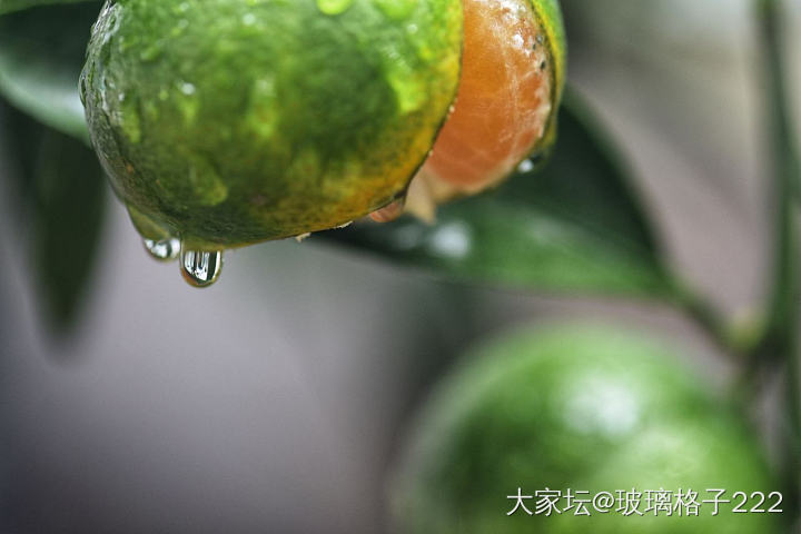 看着别人发的桂花，我也来贡献几张最近拍的照_摄影