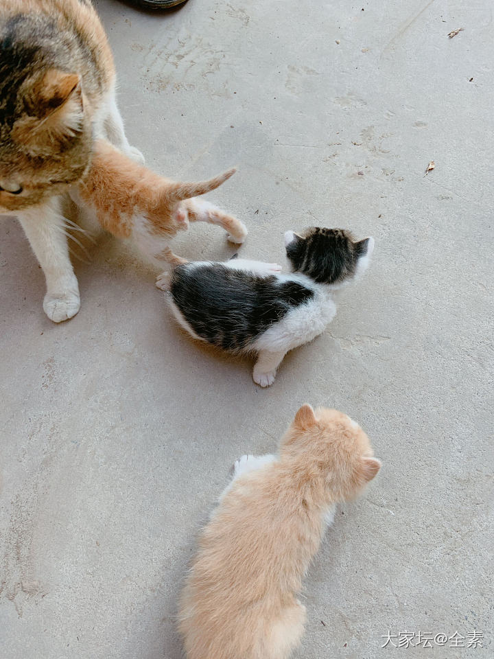 一早遇到喵_猫