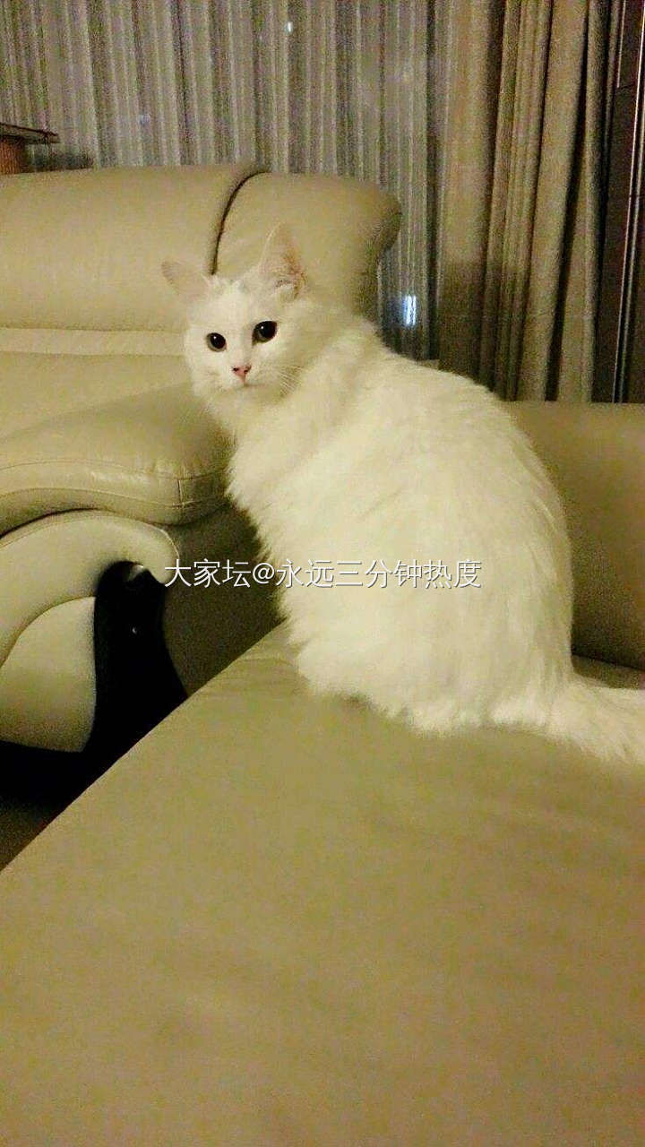 也贴一个我的咪宝_猫