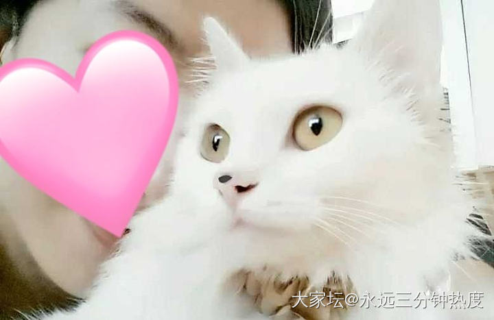 也贴一个我的咪宝_猫