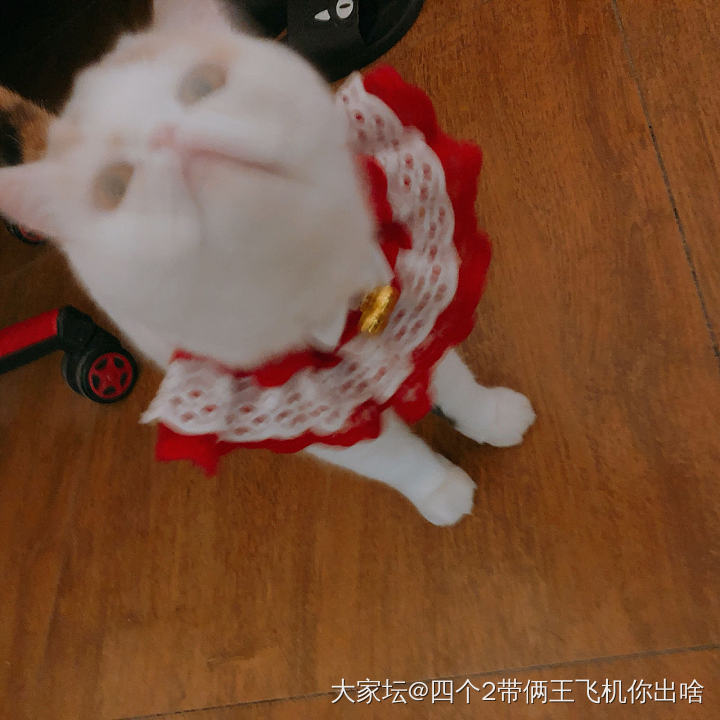 感受一下给小八拍照有多难……😂_猫