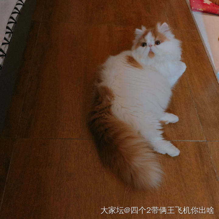 感受一下给小八拍照有多难……😂_猫