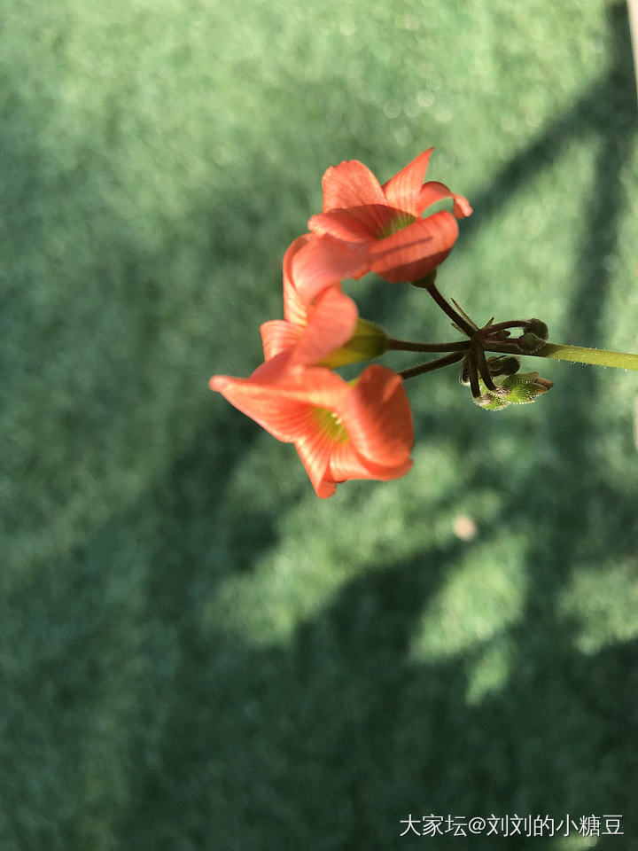 球兰终于开花啦_植物