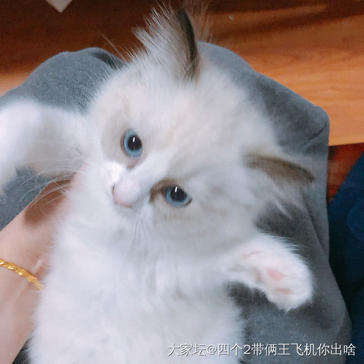 吸猫，今天在朋友家撸小奶猫～_猫