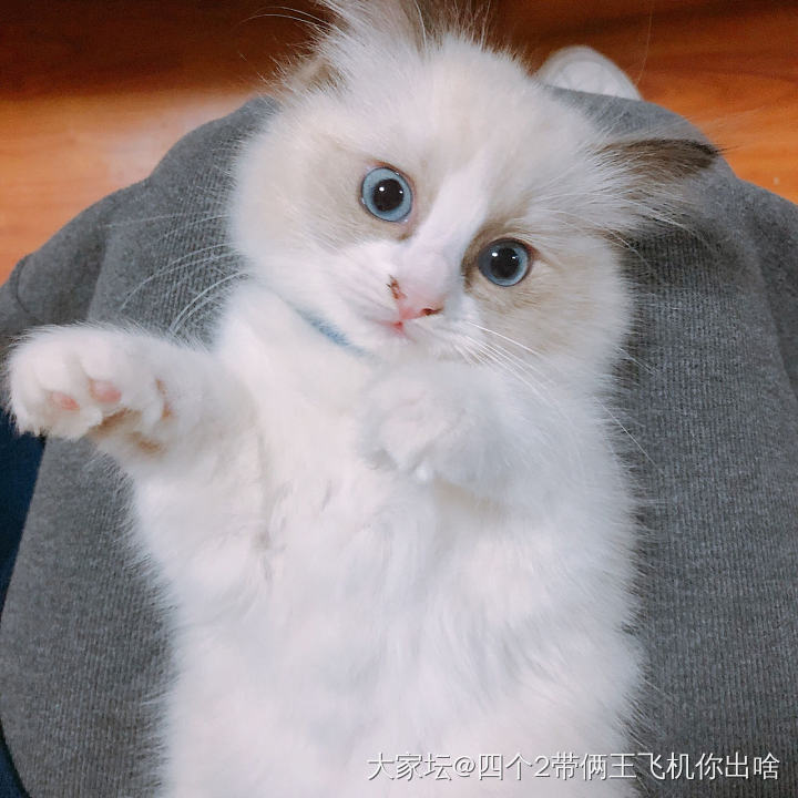 吸猫，今天在朋友家撸小奶猫～_猫