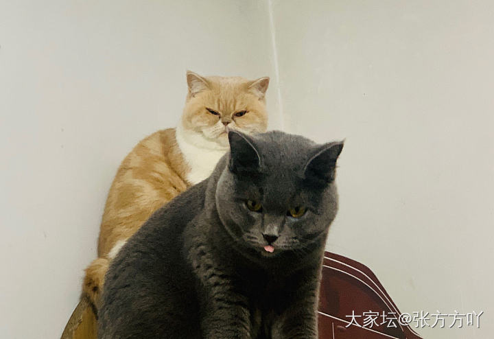 想问问，养猫需要注意啥？_猫