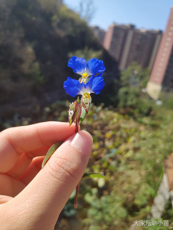 今日左右手和路边的小花花儿，乍看很素的花，细看却bling~bling的。_珠串和田玉玉石